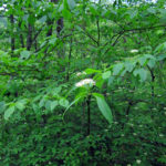 Green leaves grow on branch of alternate leaf dogwood