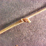Twigs and bud of an American chestnut