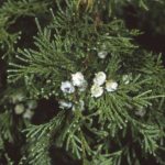 Needles of an Atlantic white cedar