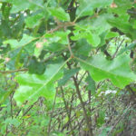 Leaves of a black oak