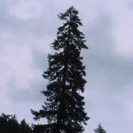 Form for a Douglas fir