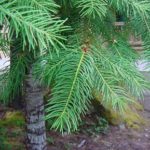 Needles for a Douglas fir
