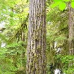 Bark of an old Douglas fir