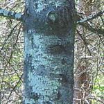 Bark of a young Douglas fir