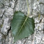 Leaf of an Eastern cottonwood