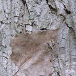 Eastern cottonwood bark