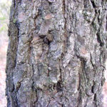 Bark of a jack pine