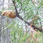 Needles of a jack pine