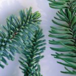 Green needles of noble fir