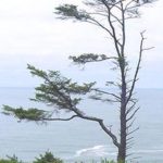 Form of a lodgehole pine