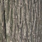 black walnut bark