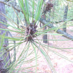 Needles of a red pine