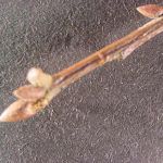 Twig and bud image for Southern red oak