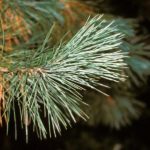 Needles of sugar pine