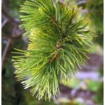 Green needles of whitebark pine