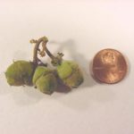 Comparison of the size of witch hazel fruit to an American penny