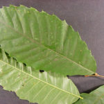Leaves of an American chestnut