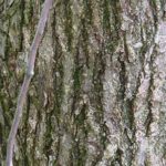American elm bark