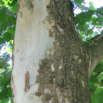 Bark of an American sycamore