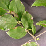 Leaves of an amur honeysuckle
