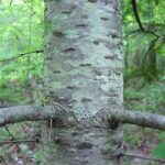 Bark of a basalm fir