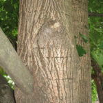 Bark of an American basswood