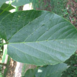 Leaves of an American basswood