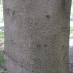 Another view of the bark of an American beech