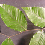 Leaves of an American beech