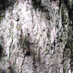 bitternut hickory bark