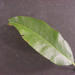 Leaf of a black cherry