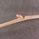 Twig and bud of a blackgum