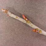 Twig and buds of a black cherry