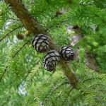Cone of a black spruce