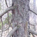Bark of a black spruce
