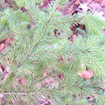 Needles of a black spruce