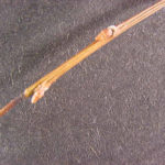 Twig and bud of a black willow