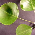 Leaves of a callery pear