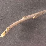 Twig and buds of a Carolina buckthorn