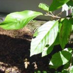 Leaves of a Carolina buckthorn