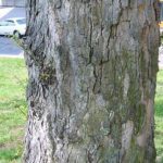 Bark of a chinkapin oak