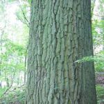 chestnut oak bark