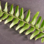 Leaves of a Christmas fern