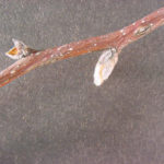 Twig and buds of a callery pear