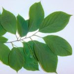 Leaves of a Carolina silverbell