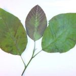 Leaves of a cucumber magnolia