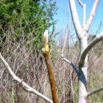 Twig and bud of a cucumber magnolia