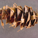 Cone of a Douglas fir