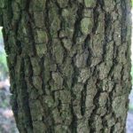 Bark of a flowering dogwood