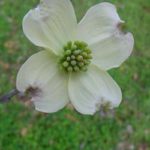 Flowers of a flowering dogwood